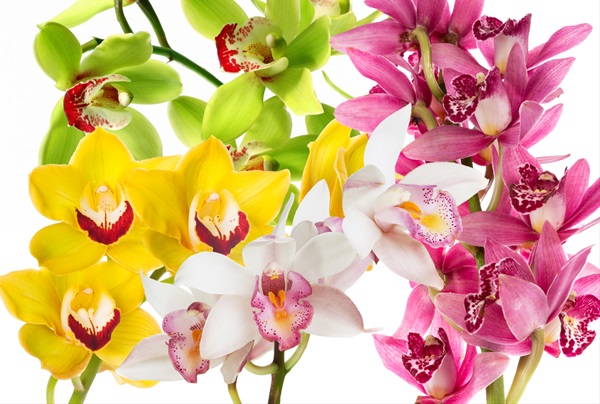 Cymbid Asst Mix Cymbidium Orchidées Fleurs Par Catégorie Sierra 